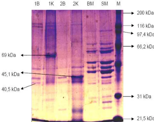 Gambar 1. Hasil elektroforesis SDS-PAGE (1B&amp;1K: Sosis babi, 2B &amp; 2K : Sosis Sapi, BM : Daging babi mentah, SM : Daging sapi mentah, M : Protein Marker)