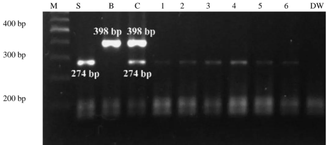 Gambar 2. Hasil  amplifikasi  DNA  sampel  kulit  samak;  M:  Marker;  S:  DNA  sapi;  B:  DNA  babi;   C: Campuran DNA sapi dan babi; 1-6: Sampel kulit samak; DW: Air sebagai kontrol negatif 