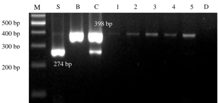 Gambar 4. Hasil  amplifikasi  DNA  sampel  gelatin;  M:  Marker,  S:  DNA  sapi;  B:  DNA  babi;   C: Campuran DNA sapi dan babi; 1-5: Sampel gelatin; DW: Air sebagai kontrol negatif 