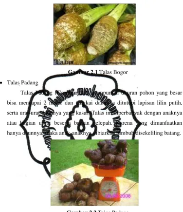 Gambar 2.1 Talas Bogor 