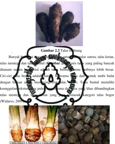 Gambar 2.3 Talas Belitung 