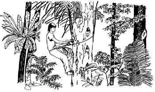 Gambar 7.  Pemanenen getah damar (Michon dan de Foresta, 2000).