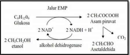 Gambar 2. Tahap Pembentukan Etanol dari Glukosa (Fardiaz,S., 1992 dalam Hasanah, 2008)