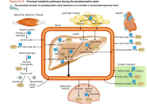 Gambar 1. Metabolisme Glukosa 