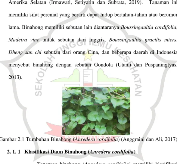 Gambar 2.1 Tumbuhan Binahong (Anredera cordifolia) (Anggraini dan Ali, 2017)  2. 1. 1  Klasifikasi Daun Binahong (Anredera cordifolia) 