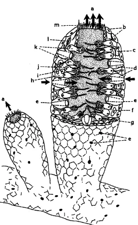 Gambar 2. Sponga Xestospongia sp.         (Dohrmann, 2008) 