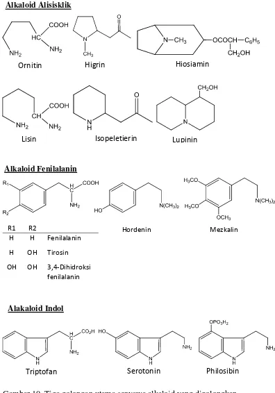 Gambar 10. Tiga golongan utama senyawa alkaloid yang digolongkan berdasarkan asal senyawa amino induknya dan beberapa contoh senyawa alkaloid untuk masing-masing golongannya