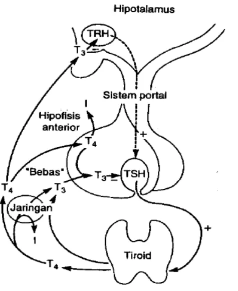 Gambar 2.4 (Jamesson,2009) mencapai tirotrop di hipofisis anterior melalui sistem portal hipotalamus-hipofisis dan merangsang sintesis dan pelepasan TSH