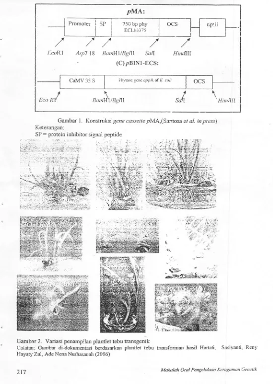 Gambar I. Konstruksi gene cassette /?MA,(Santosa et al.