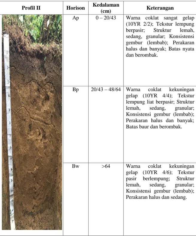 Tabel 4. Deskripsi Penampang Profil II (Di Kecamatan Jorlang Hataran,  Kabupaten Simalungun) 