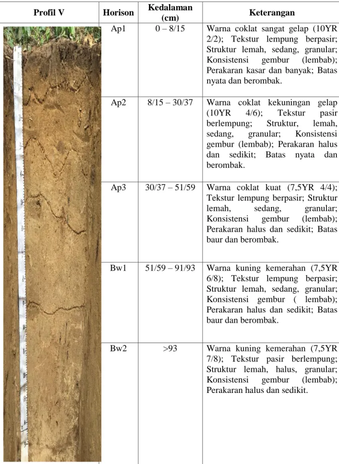 Tabel  7.  Deskripsi  Penampang  Profil  V  (Di  Kecamatan  Jorlang  Hataran,  Kabupaten Simalungun) 