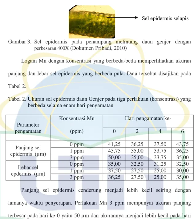 Gambar 3.  Sel  epidermis  pada  penampang  melintang  daun  genjer  dengan  perbesaran 400X  (Dokumen Pribadi, 2010) 