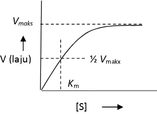 Gambar 1. Hubungan konsentrasi substrat dengan laju reaksi enzim(Shahib, 2005)