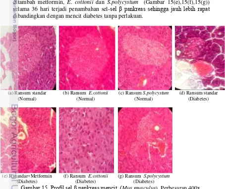 Gambar 15. Profil sel β pankreas mencit  (Mus musculus). Perbesaran 400x.  