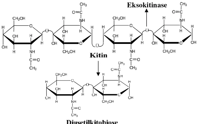 Gambar 4. Reaksi pemutusan ikatan β-1,4 pada bagian internal mikrofibrilkitin oleh endokitinase (Suryanto et al., 2005).