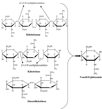 Gambar 6. Reaksi pemutusan diasetilkitobiose, kitotriose dan kitotetraose danmenghasilkan monomer-monomer GicNAc (Suryanto et al., 2005).