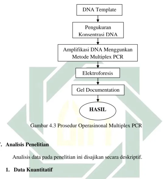 Gambar 4.3 Prosedur Operasinonal Multiplex PCR 