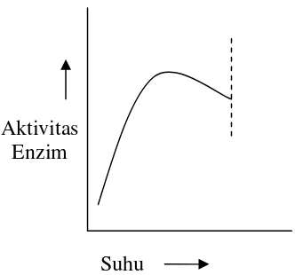 Gambar 2. Hubungan suhu dengan aktivitas enzim (Shahib, 2005)