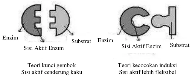 Gambar 4. Teori kunci gembok dan teori kecocokan induksi(Yandriano, 2006)