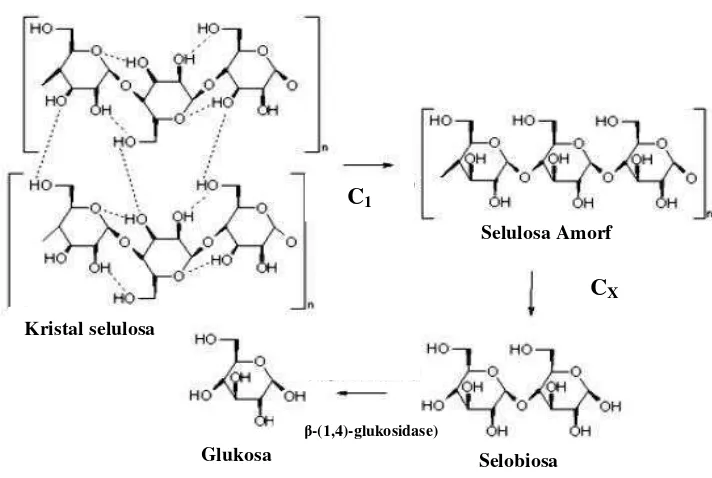 Gambar 5. Mekanisme hidrolisis selulosa oleh enzim selulase