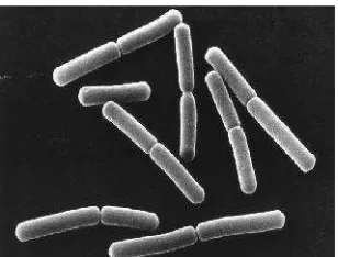 Gambar 6. Bacillus subtilis