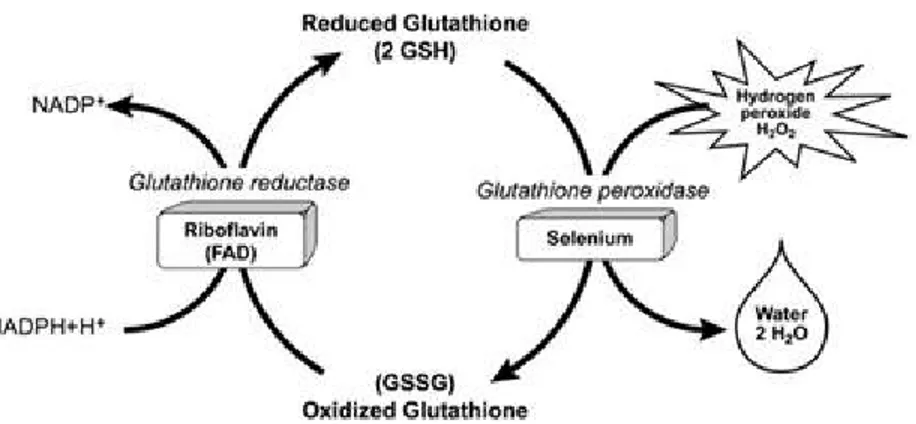 Gambar 3.  Peranan Glutation Tereduksi (GSH)  pada  Aktivitas   Enzim Glutation Peroksidase 