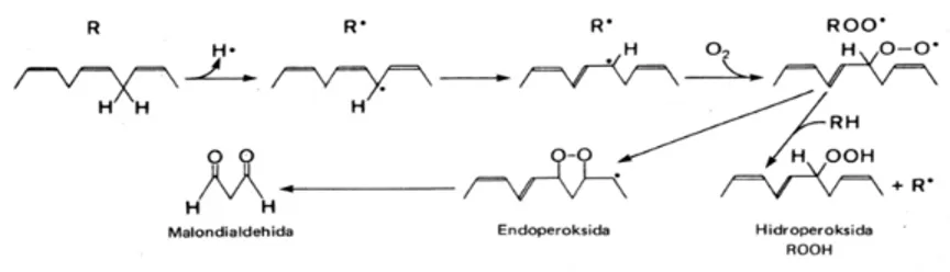 Gambar 5. Proses Peroksidasi  Lipid 