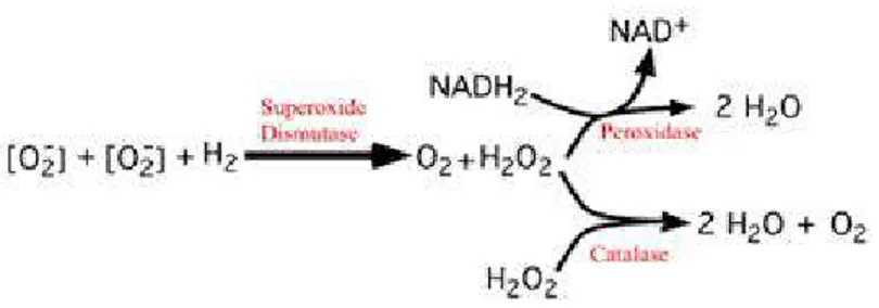 Gambar 6. Kerja Enzim Peroksidase dan Katalase dalam Menetralisir H2O2 