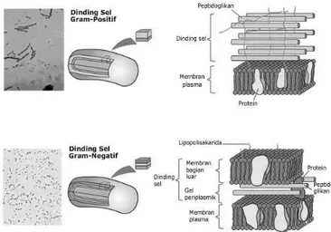 Gambar 4. Dinding sel bakteri Gram positif dan Gram negatif  (18) . 