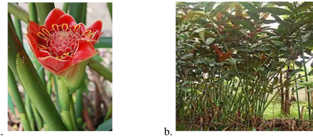 Gambar 2.1 a. Bunga E. hemisphaerica,    b. Tanaman E. hemisphaerica. 