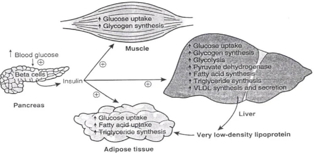 Gambar 2.4. Mekanisme Insulin Mengatur Kadar Gula Darah (Coffe, 1998). 