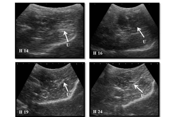 Gambar 3.  Gambaran USG transkutaneus uterus kambing kacang betina lokal  yang tidak bunting (H= hari pasca perkawinan, 