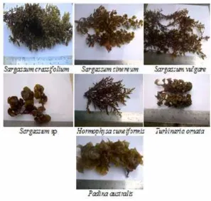 Gambar 3. Jenis - jenis alga coklat yang tumbuhdi perairan pantai Hutumuri.