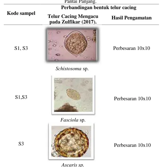 Tabel 4. Perbandingan gambar telur cacing dengan hasil pengamatan feses sapi (Bos Sp.) dari Pantai Panjang.
