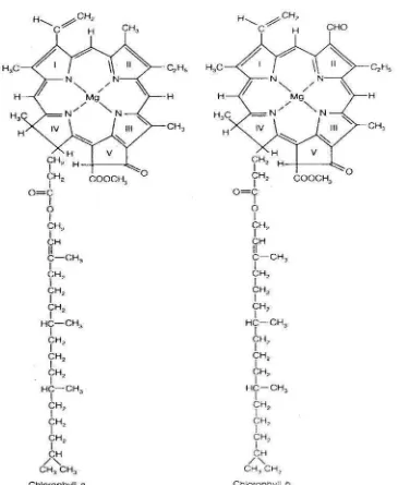 Gambar 5. Struktur kimia klorofil a dan b (Taiz dan Zeiger, 1991)