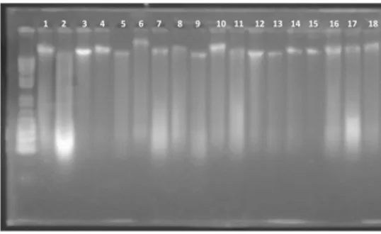 Gambar  2.  Uji  kualitas  18  DNA  kelapa  sawit tipe pisifera origin Yangambi  