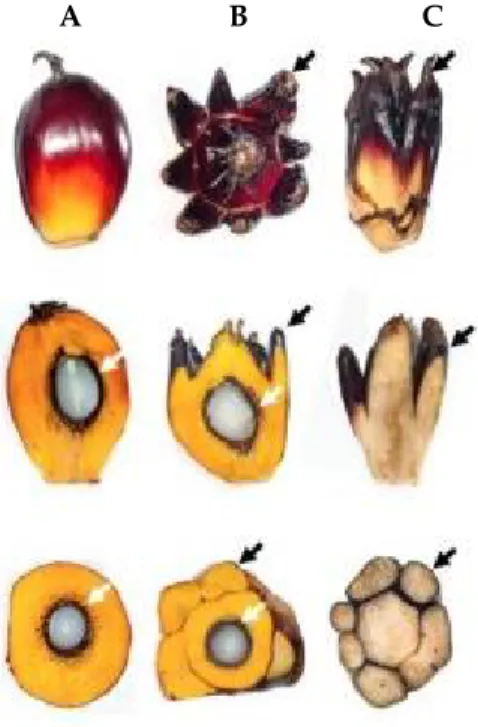 Gambar 2.  Keragaan buah kelapa sawit normal  (gambar  paling  kiri)  dan  buah  mantel (mantled fruit, gambar paling  kakan)
