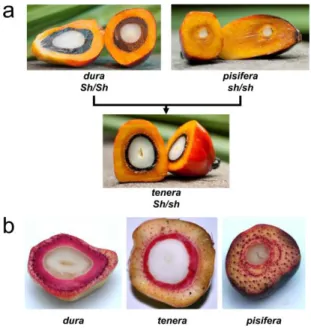 Gambar 1. Tiga tipe buah kelapa sawit (Elaeis guineensis). 