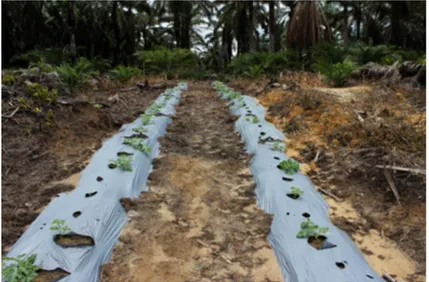 Gambar 2. Produksi paria (kg/ha) pada areal replanting kelapa sawit.  KESIMPULAN 