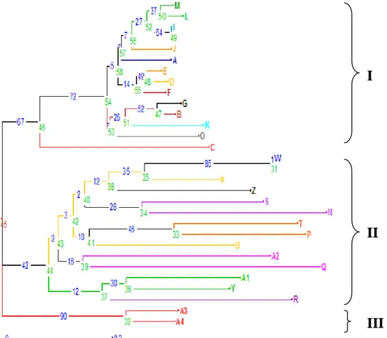Gambar 1. Pohon filogenetik 30 aksesi klon kelapa sawit yang dianalisis berdasarkan Matrix  Dissimilarity Simple Matching