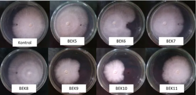 Gambar 2 Pengaruh senyawa metabolit sekunder asal bakteri endofit kelapa sawit terhadap  morfologi miselium G