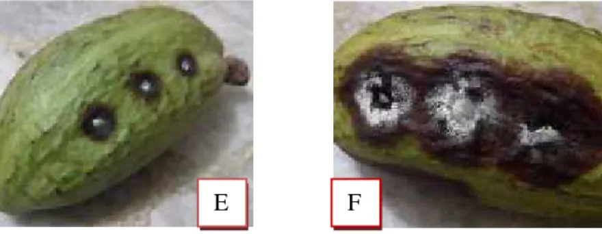 Gambar 1.  Uji Patogenesitas Jamur Phytophthora palmivora (E, F) ( E= 2 hsi, F = 5 hsi )