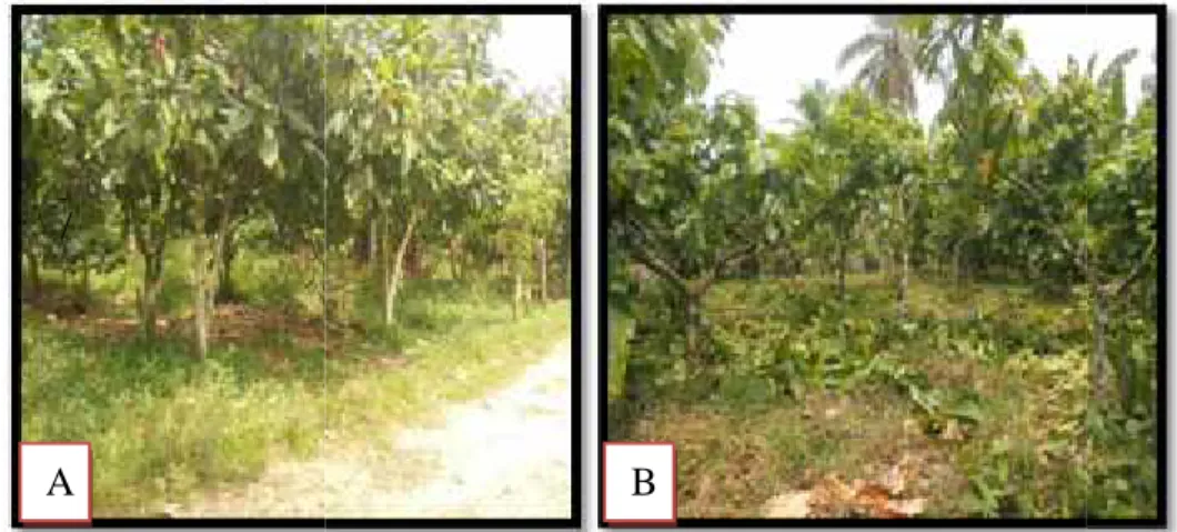 Gambar 4. Kondisi Pertanaman Kakao di Nagari Batu Hampa : A.Lahan 1, B Lahan 2