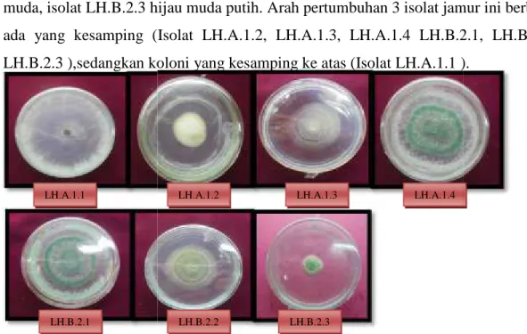 Gambar 6. Bentuk koloni isolat jamur antagonis dari rizosfir  tanaman kakao berumur 4 hari.