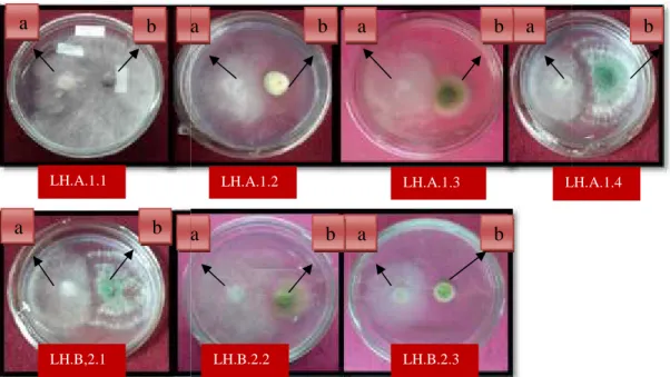 Gambar  8. Biakan  Ganda  antara  7  Isolat  Jamur rizosfir dengan Phytopthora