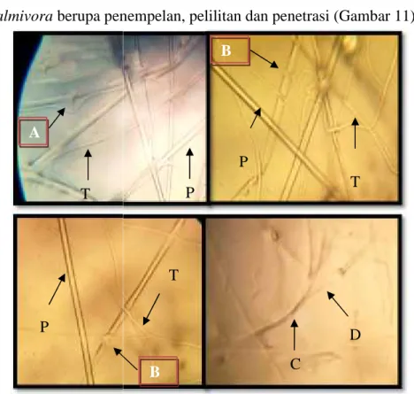 Gambar  11.  Mekanisme  parasitisme antara  jamur  antagonis  dengan P.  palmivora dengan metode slide culture ( A