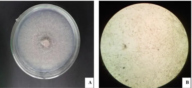 Gambar  2.   Koloni jamur Trichoderma dalam  cawan  petri pada  7  hari  setelah isolasi
