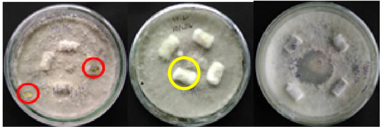 Gambar 2.   Sumber inokulum potongan batang jeruk pamelo dalam  biakan murni  isolat (a) Mg52A.1,  (b) Mg39.2, dan (c) Ps8b, 7 hari setelah ditanam dalam isolat murni umur 1 bulan