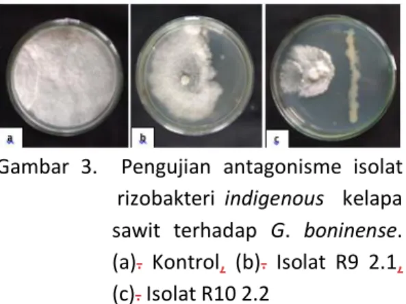 Tabel  5.  Pengujian  antagonisme  isolat  rizobakteri  indigenous    kelapa  sawit terhadap G