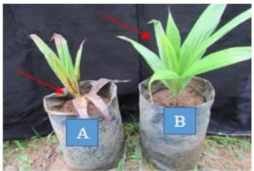 Gambar 2.  Perbandingan bibit kelapa sawit  yang  terserang  G.  boninense.  (A)  Tanaman  kontrol,  (B)  Tanaman  yang  diintroduksi  isolat R10 2.2 (sehat)